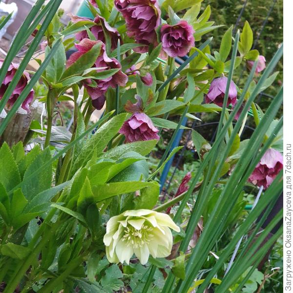 Морозники мои