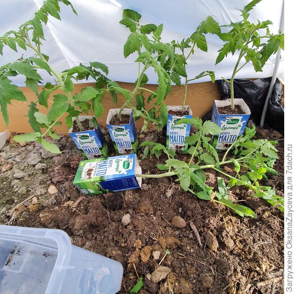 1 мая рассада с цветами. Нужно было сеять попозже, я об этом в отчетах писала, сорта ранние, растут быстро. А Черрики наоборот еле растут и доходяги как не свети. Их раньше сеять надо