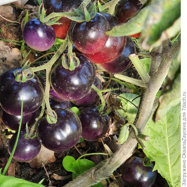 И очень много!