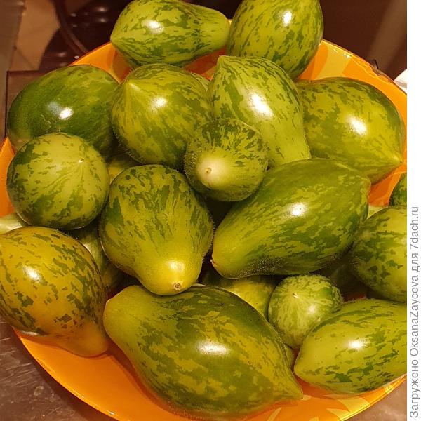 И нам пришолся по вкусу, 17 сентября, еще не спелые до конца