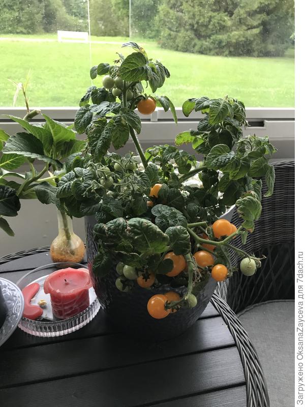 А этот кустик в горшке 7,5 литров, урожая заметно меньше, кормить надо было больше :)