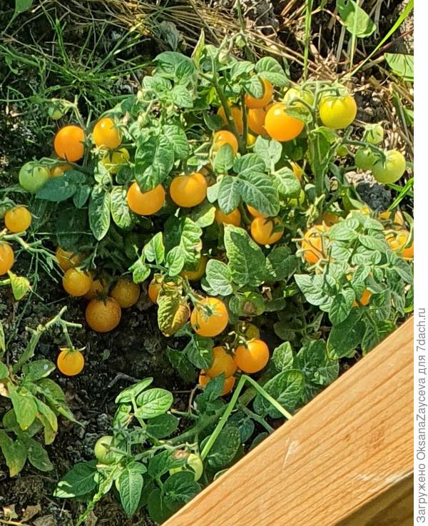 Вот та же Детка в ОГ, прекрасное плодоношение, кустик всего то 20 - 25см