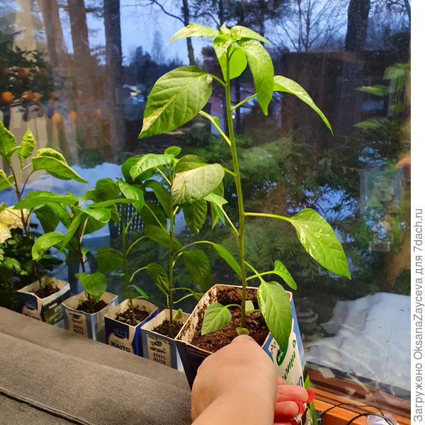 Острый перец смотрится заметно лысее