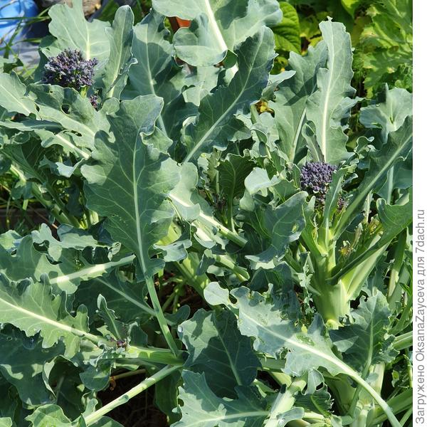 Пурпурная королева