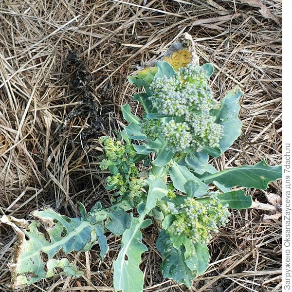 Детский деликатес, вторая производная