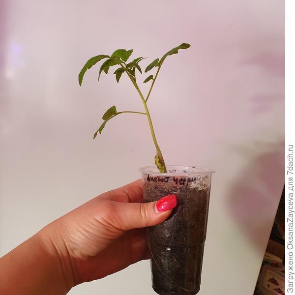 Похож по возрасту и размеру на ваш? 5 настоящих листов. Сидит в стаканчике 250мл и переезжать ему еще ой как рано! Не раньше чем через неделю - две.