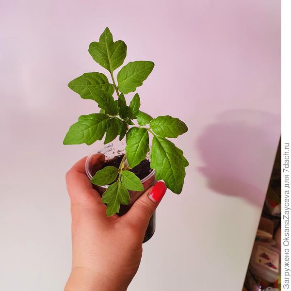 Он же сверху