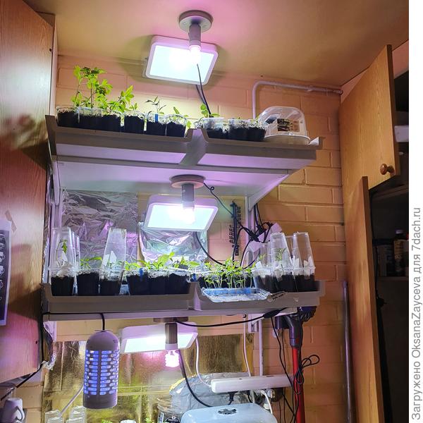 На полках стоят поддоны со стаканчиками. При поливе поливаю где то раз в неделю - полторы сверху - удобрения надо вносить как то. И в поддоне почти постоянно стоит вода. Фактически налила туда на сантиметр высоты и проверяю. Высох поддон, значит и земля высохла, можно налить следующий сантиметр.