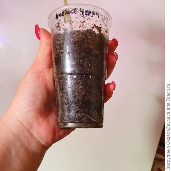 А корней у него с гулькин нос. Нехорошо такого малявку в большой объем сажать - не справится. Обратите внимание, нижняя четверть стакана просто мокрая,  стаканчики стоят просто в воде!