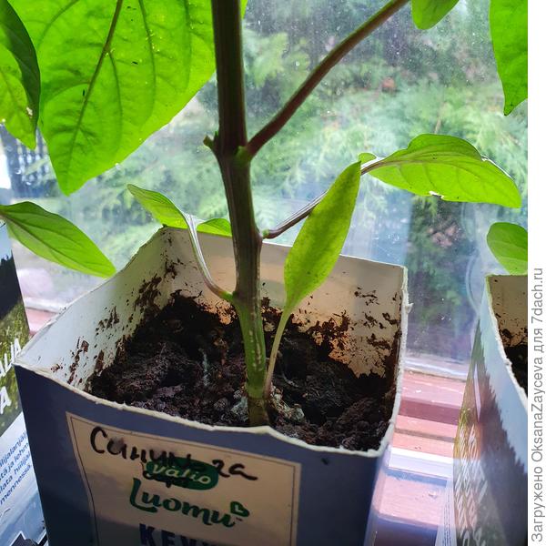 Вот она лодочка-семядолька