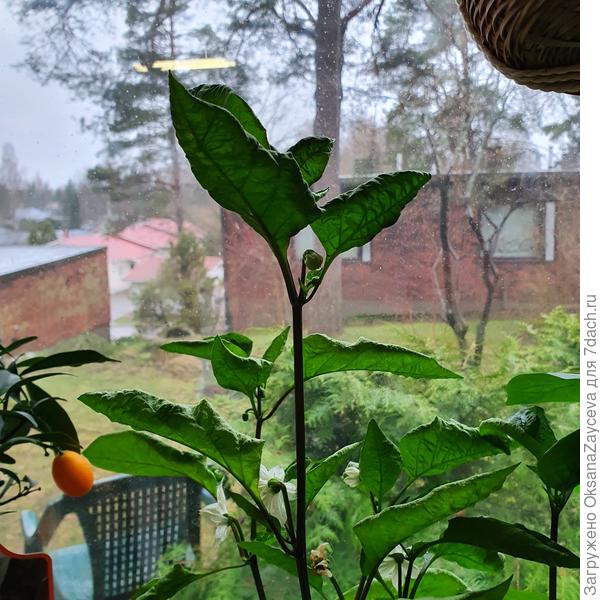 А макушка ни разу не согласна с семядолькой