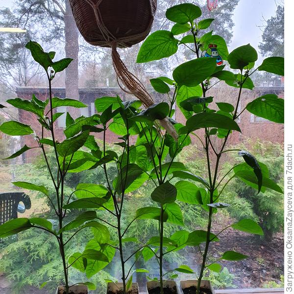 Январские лошади