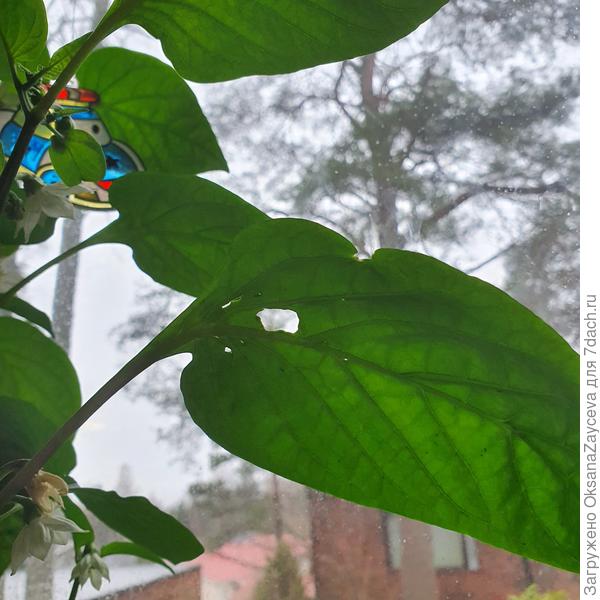 Старая болячка Калифорнийского чуда уже давно просто дырдочка :)