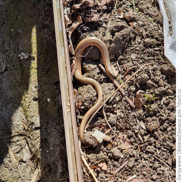 Вот такая вот ящерка безногая у меня на огороде живет