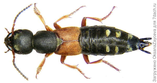 6 ярких пятнышек на попке весьма уникальный признак для опознания Staphylinus erythropterus