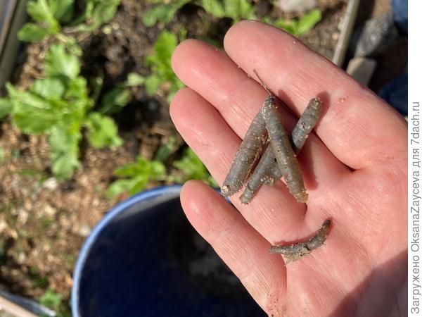 Личинки майского жука?