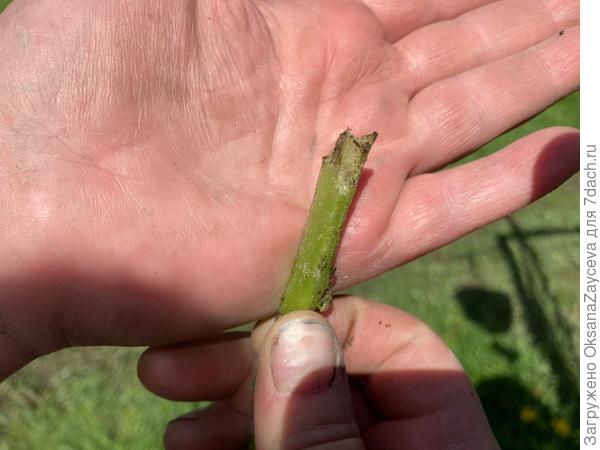 Перегрызенный стволик физалиса. Так же срезают и бахчовые все. Обгрызают листья, на земле лежащие. Томаты не трогают вроде бы, пока...