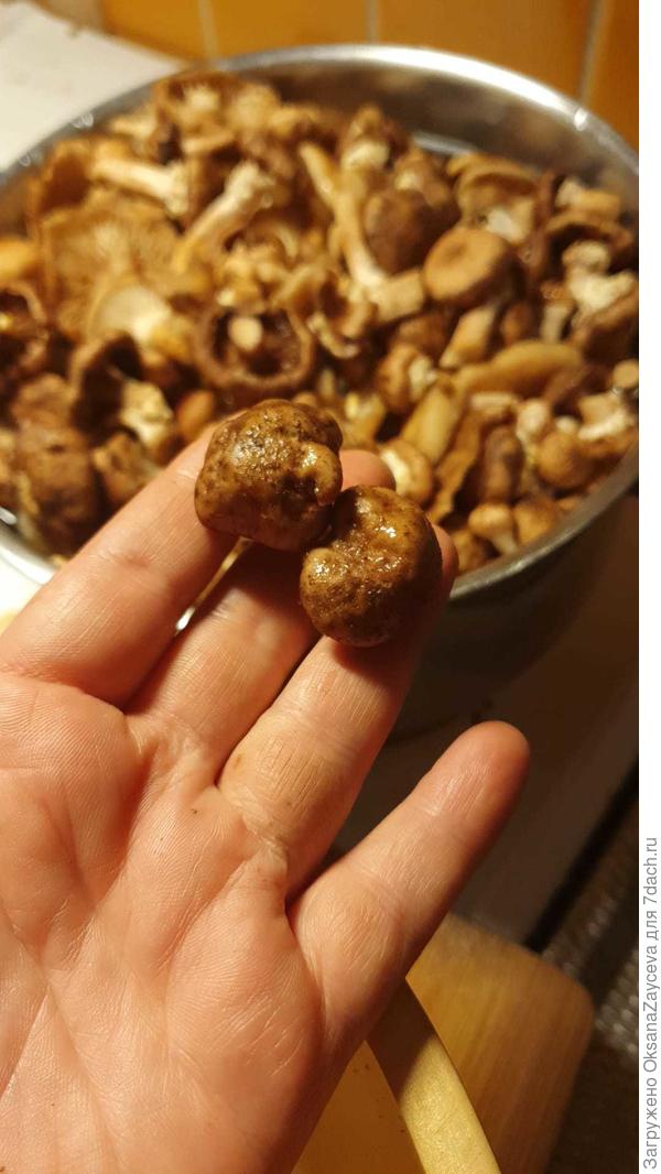 А шляпки нормальные опятные