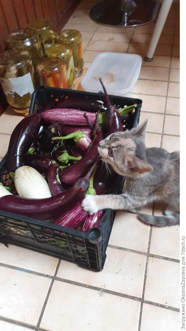 Котя оценила!