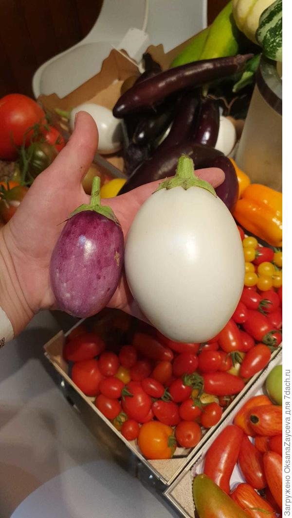 Сиреневенький малыш рядом с яйцом Нежнейшего