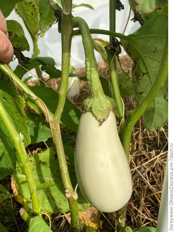 Грибной кажется