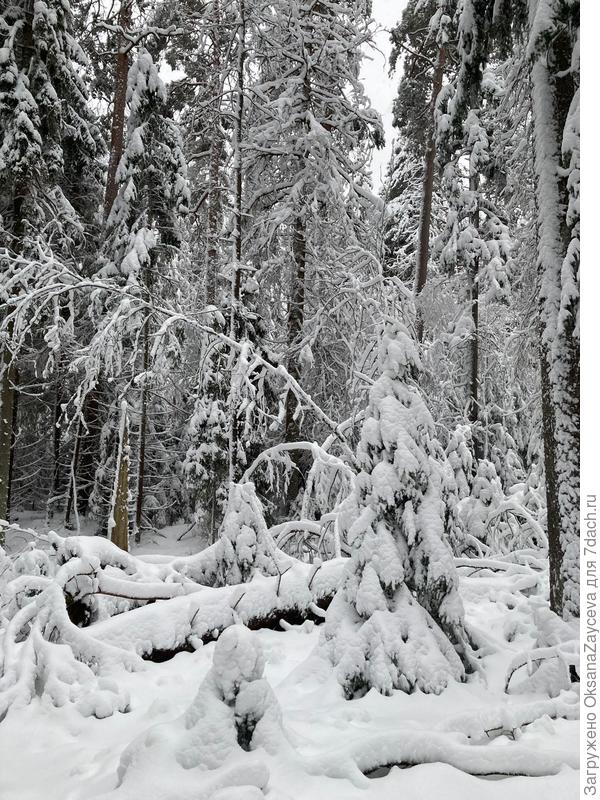 Зимняя сказка