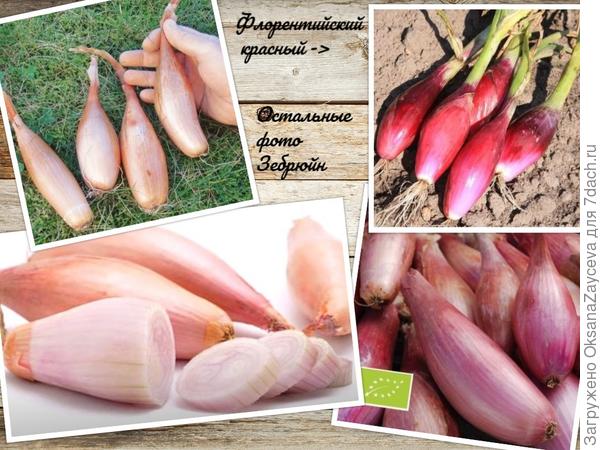 Луки вкусные и полезные