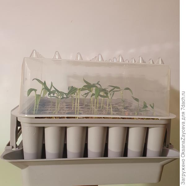 Высокий колпак с хитростями