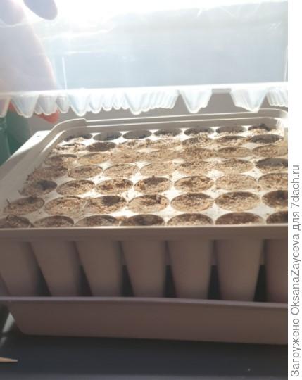 На колпачке конусы делают аккуратные отверстия под семена!