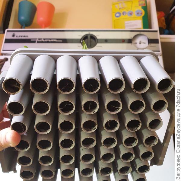 Уже видны корешки, удобрять или уже рассадить?