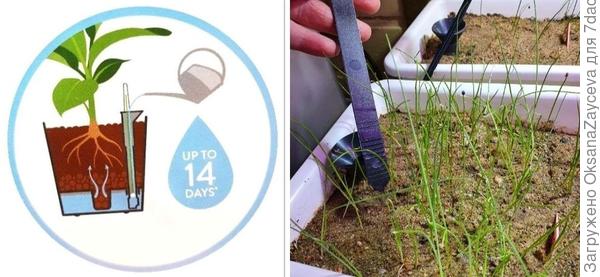 Автополив устроен очень просто, фактически это полив в поддон