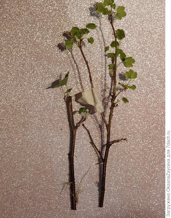 Это январский срез красной смородины, выдержанный в холодильнике и месяц стоявший в воде на кухне