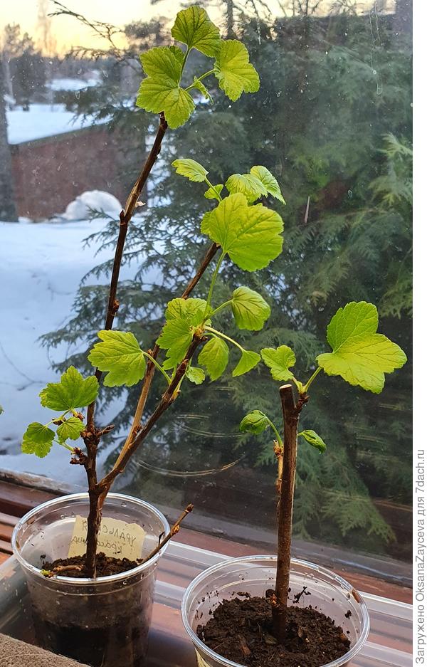 Высадила веточки в прозрачные стаканчики. Пусть растут скорее!!!