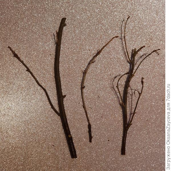 Три разных веточки смородины. Самая тоненькая быстро приживет и пойдет в рост, но расти будет довольно долго. Самая толстенькая долго будет давать корни, да и молодые веточки придется тратить время и наращивать. А вот средняя и ветвистая веточка-черенок на мой взгляд самая удачная. Такие веточки быстрее всех пускают корни, это видно на фото ниже. А также они сразу создают красивую кустистость и куст кажется крупнее сам по себе и растет быстрее