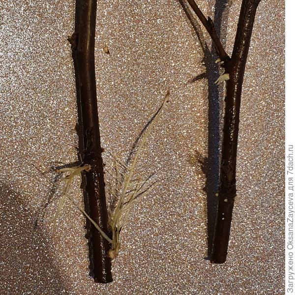 Во какие корни!