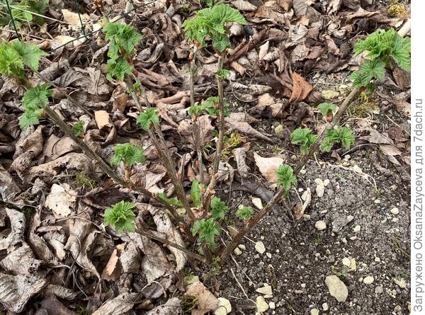 Черная смородина следующей весной