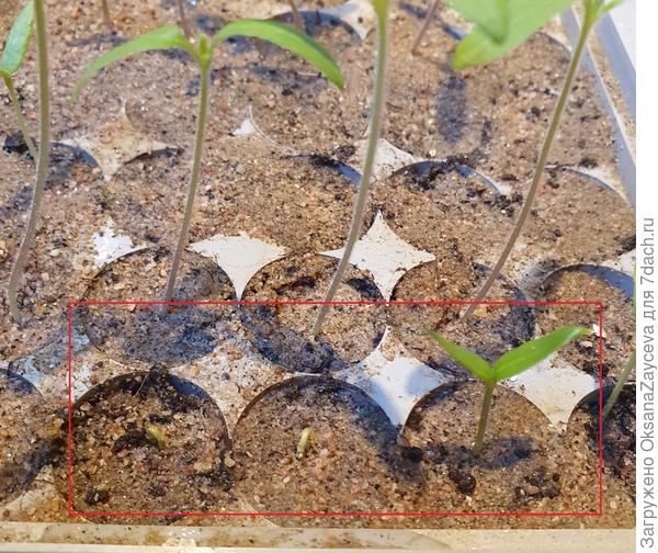 Справа стоит гордый лидер, а за ним стараются петелечки