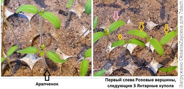 Первые настоящие листики