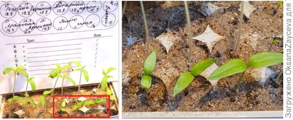 19 марта Золото героя