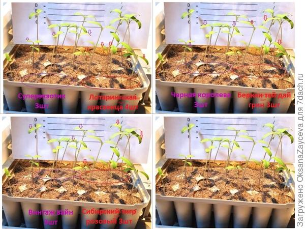 Томаты на 17 марта