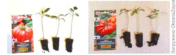 24 марта или 15 день со дня посева