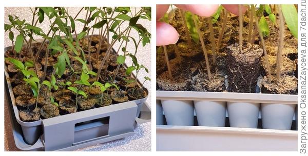 Теперь перевалка идет быстро и методично, растения из проращивателя достаю легко вместе с комом земли