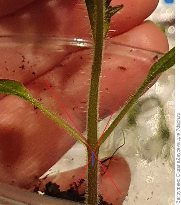 Сначала стараемся убрать все точки роста над семядольками, оставив семядольки в живых. Если кдинышек получился слишком тупым, можно добавить разрез, обозначенный синим цветом, не большой, только чтобы надежно вставить клинышек привоя