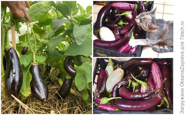 А на специальном подвое при таких безумных температурах я получаю прекрасный урожай баклажан! Не в теплице! Под дугами!!!