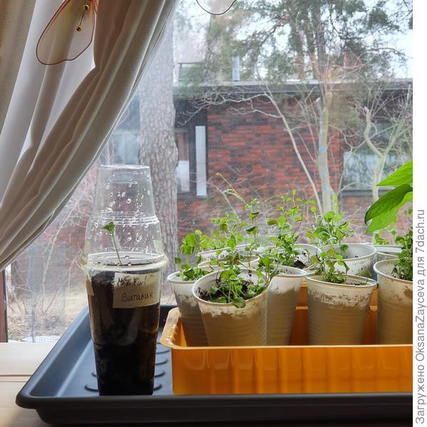 Вот прям на окошко, только подальше от холода стекла