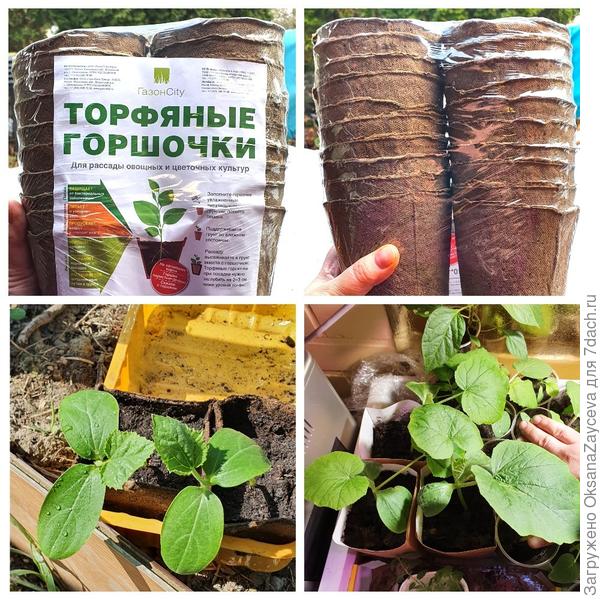 Тара под рассаду огурцов, арбузов, дынь, патиссонов и проч.