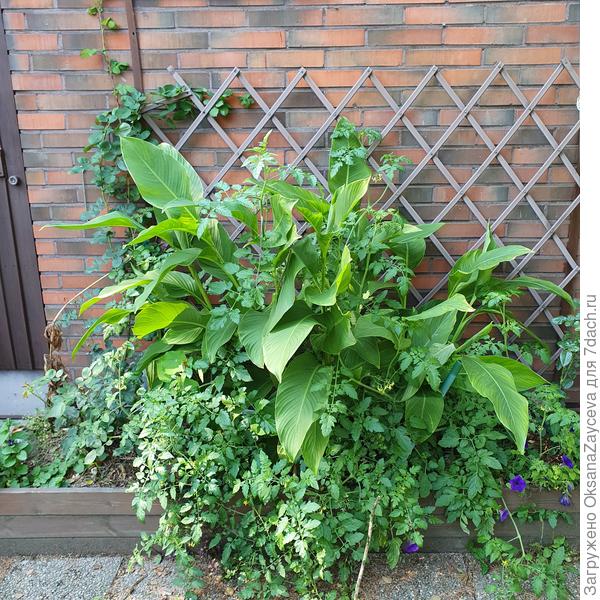 Вот эта вся подушка из которой задушенная канна торчит - это все 1 куст Граундфорса!