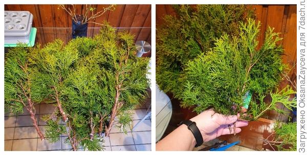 Черенки туи