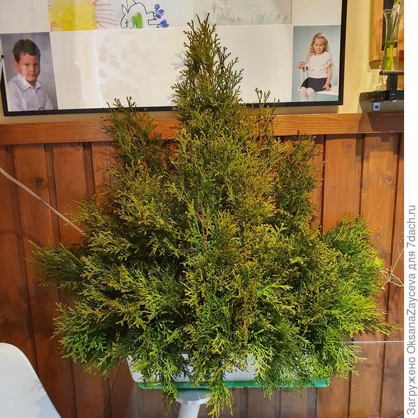 Рождественская композиция из туй