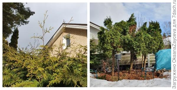 Слева торчащие веточки, которые я обрезаю для красоты кустов. Справа три реликта, с которых я взяла черенки